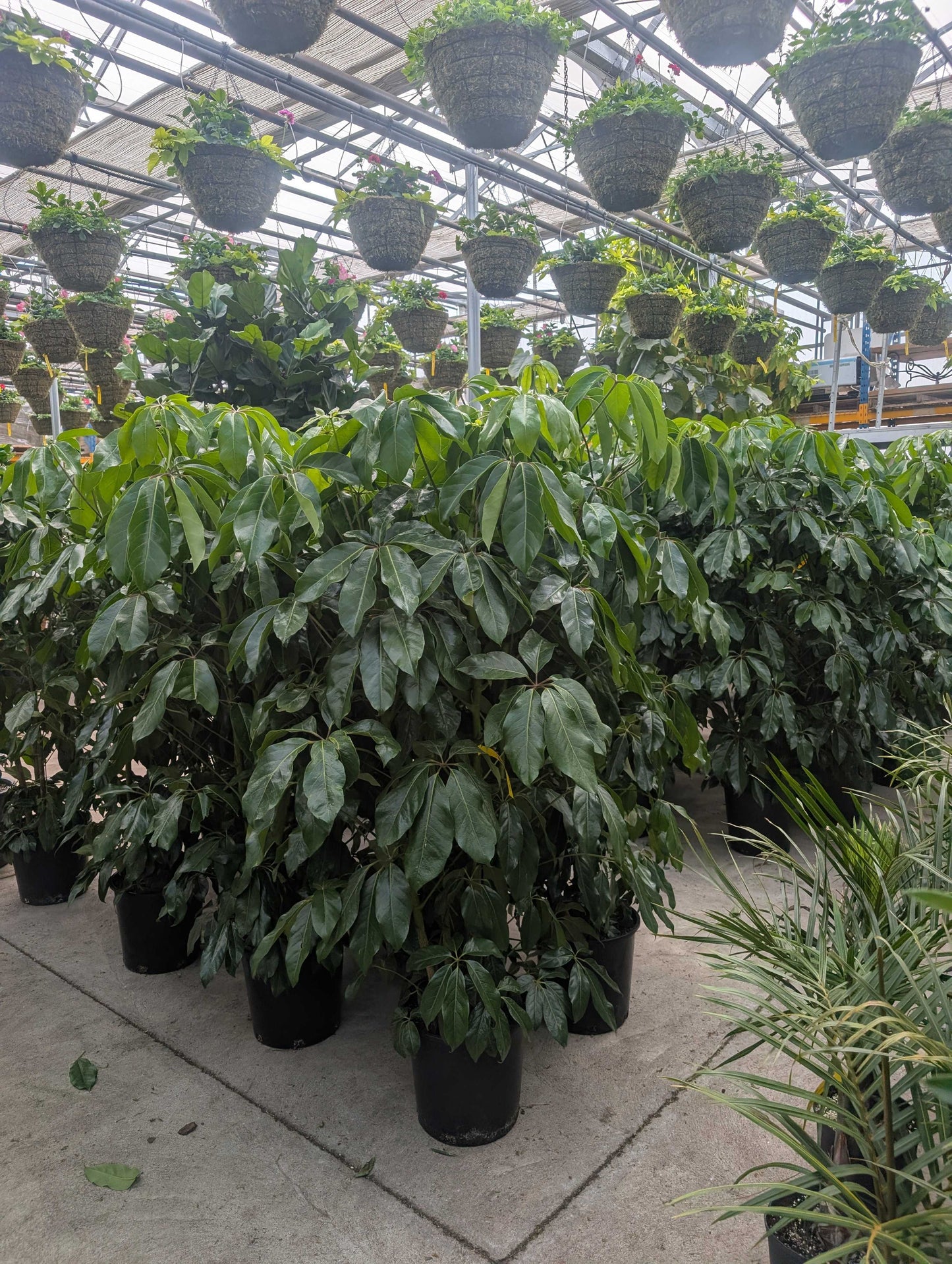 Amate Umbrella Tree: Schefflera actinophylla - 14 inch pot - 4-6 foot tall