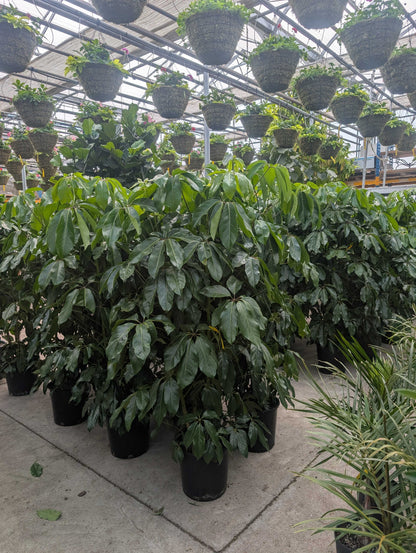 Amate Umbrella Tree: Schefflera actinophylla - 14 inch pot - 4-6 foot tall