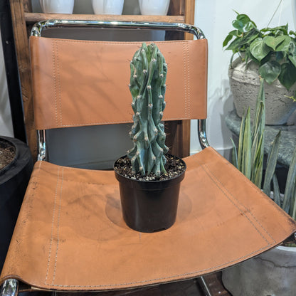 Monstrous Cactus: Cereus peruvianus monstrose - 6 inch pot