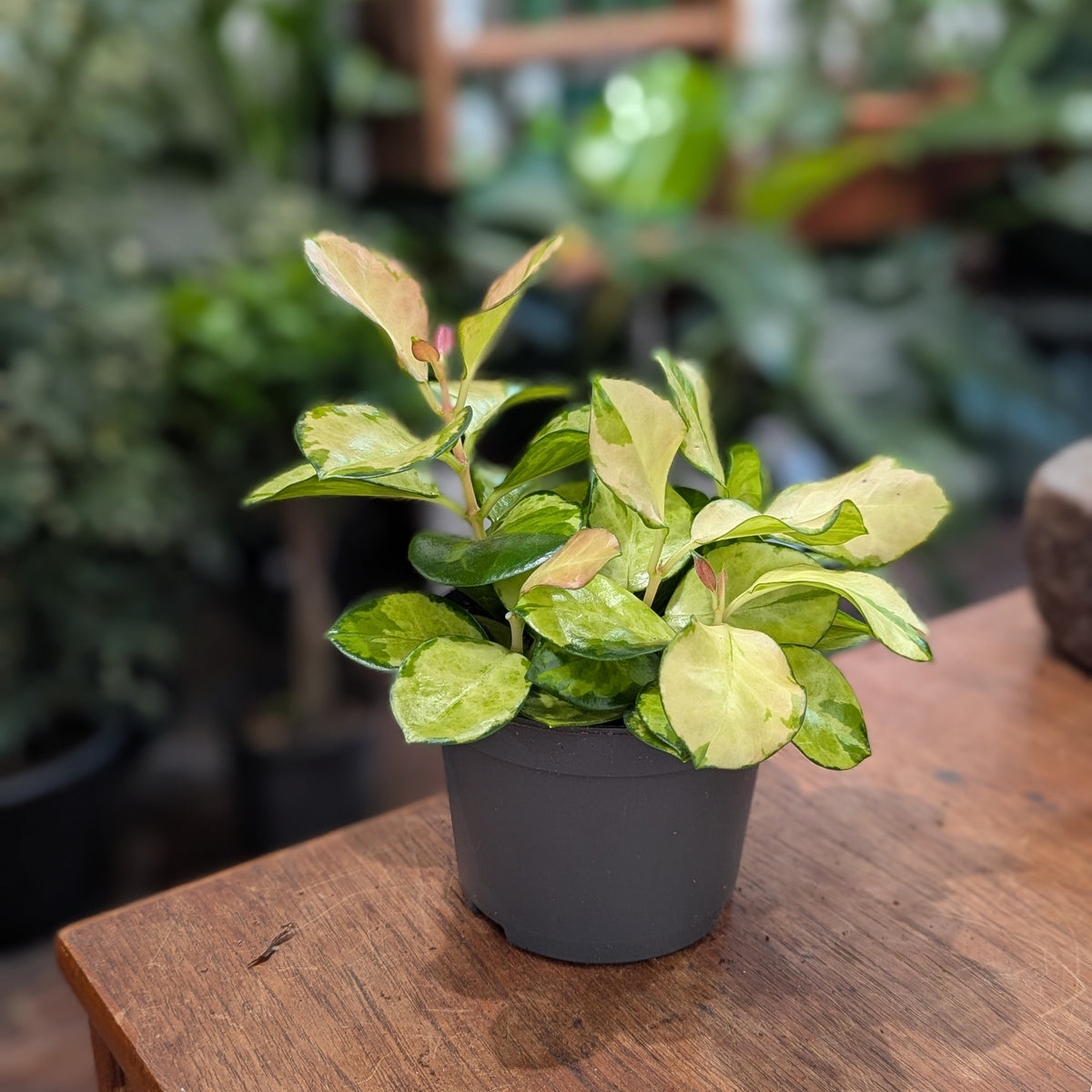 Variegated Waxvine: Hoya australis 'Lisa' - 5 inch pot