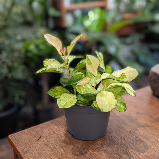 Variegated Waxvine: Hoya australis 'Lisa' - 5 inch pot