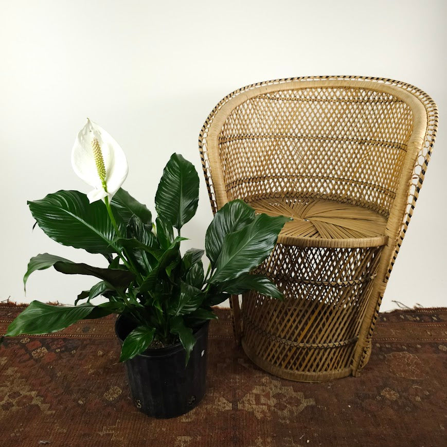 Peace Lily: Spathiphyllum - 10 inch pot - 2-3 foot tall