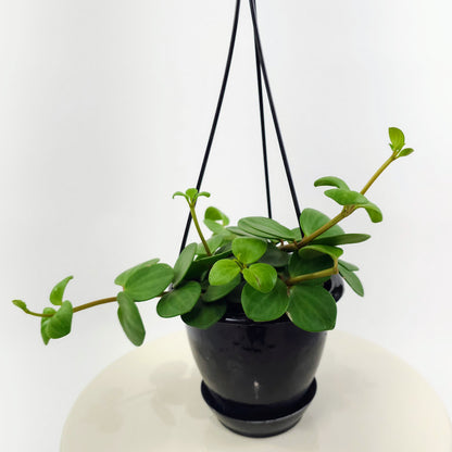 Peperomia Hope: Peperomia perciliata - 5 inch hanging pot