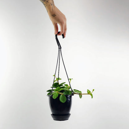 Peperomia Hope: Peperomia perciliata - 5 inch hanging pot