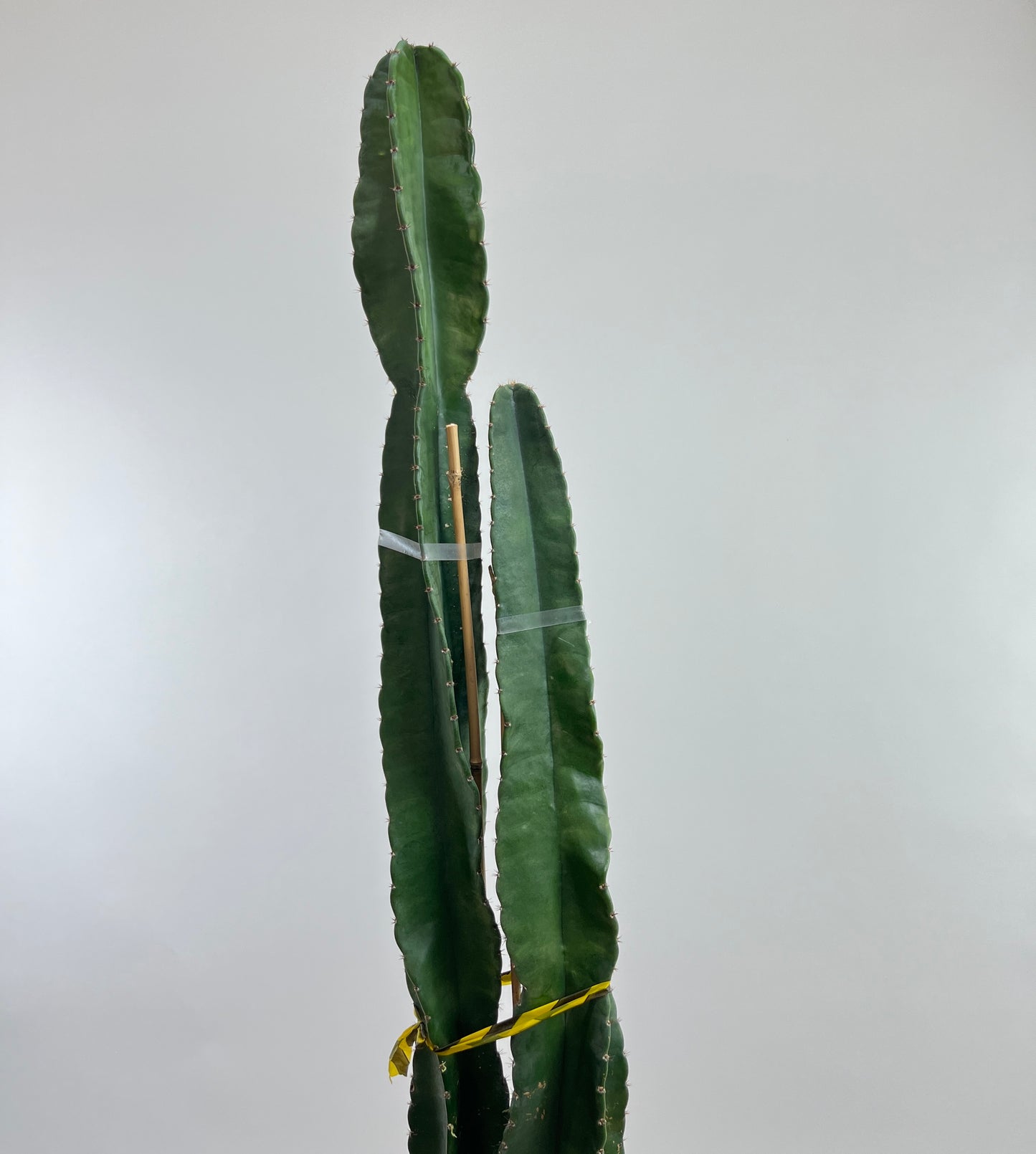 Peruvian Apple Cactus: Cereus repandus - 10 inch pot - 2-5 foot tall