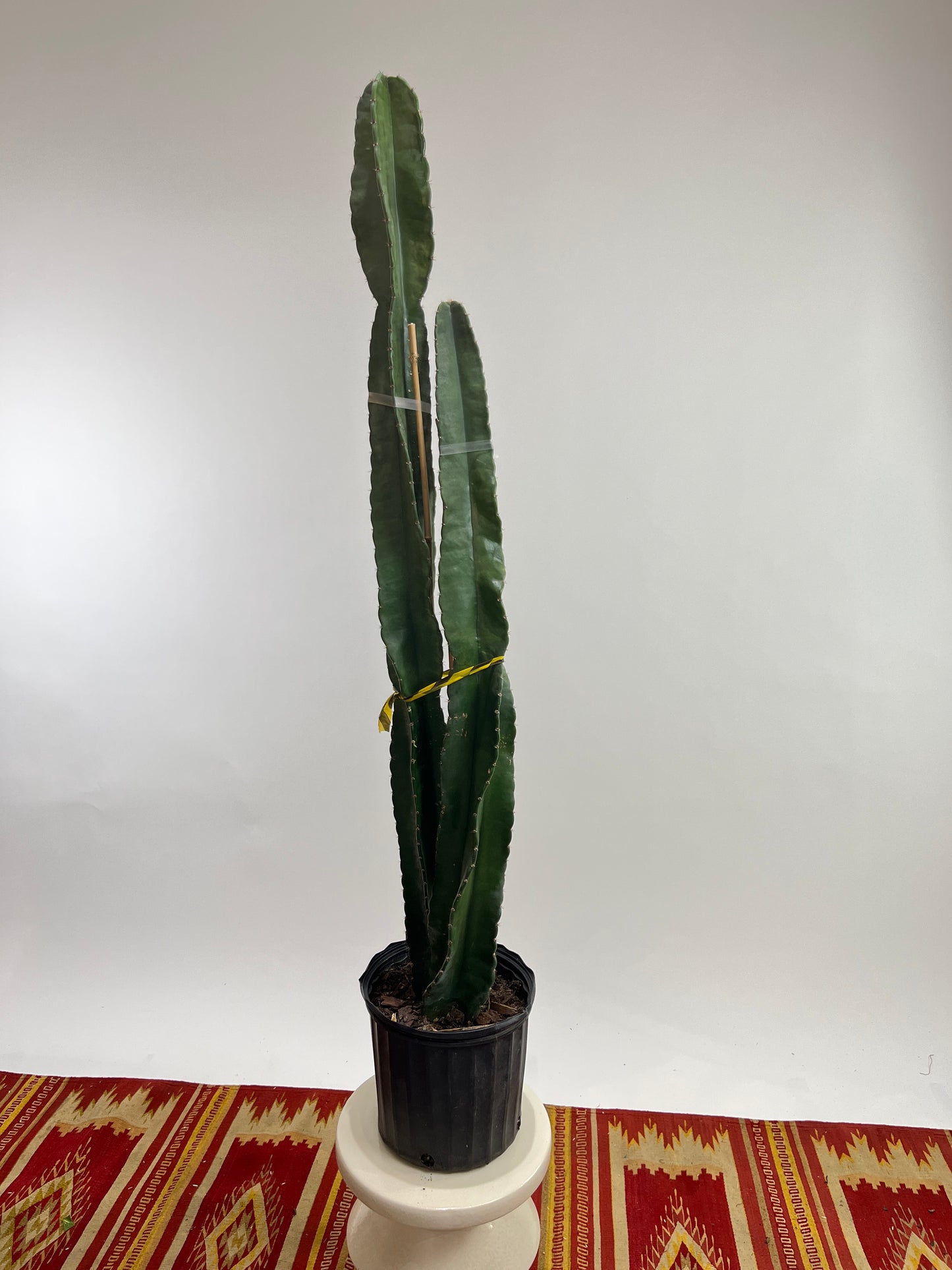 Peruvian Apple Cactus: Cereus repandus - 10 inch pot - 2-5 foot tall