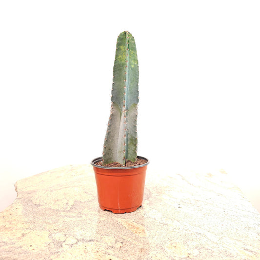 Peruvian Cactus: Cereus peruvianus - 6 inch pot