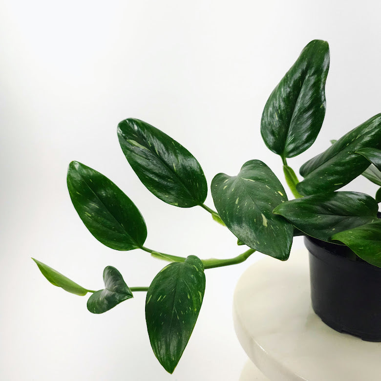 philodendron cobra for sale Philodendron Cobra: Monstera Standleyana - 6" Pot