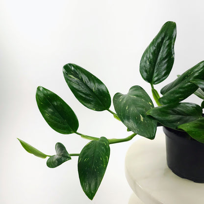 Philodendron Cobra: Monstera standleyana - 6 inch pot