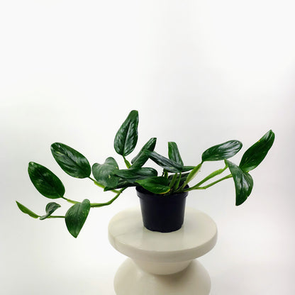 Philodendron Cobra: Monstera standleyana - 6 inch pot