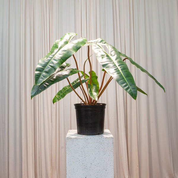 philodendron billietiae moss pole Philodendron Billietiae - 10" Pot