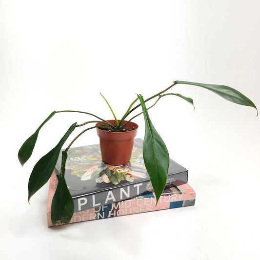 Philodendron joepii - 5 inch pot *Collector Plant*