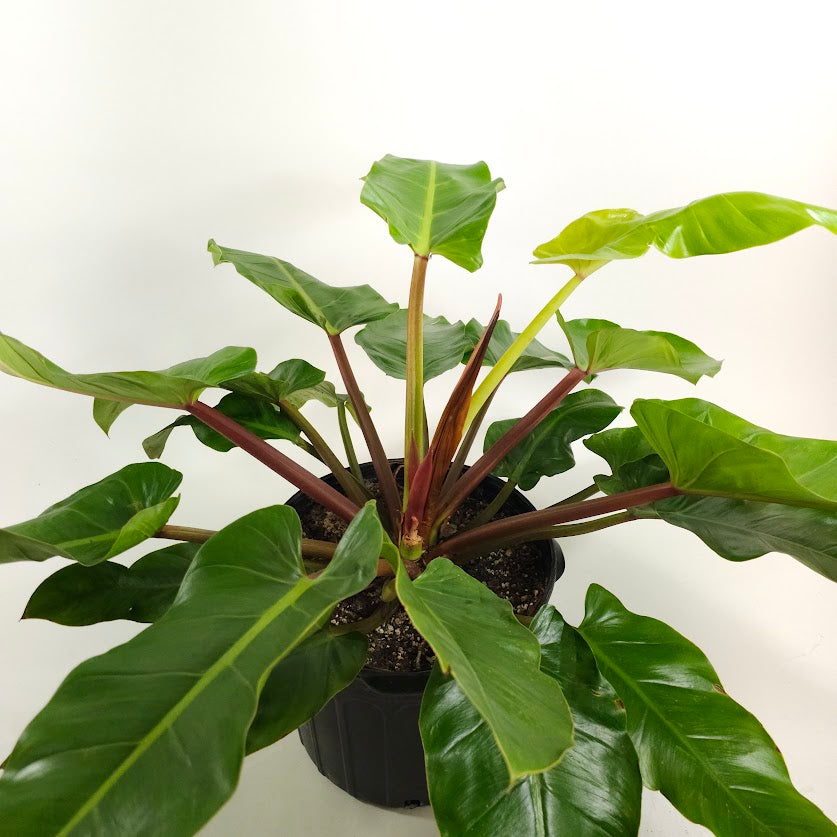 Philodendron melinonii 'Golden' - 14 inch pot