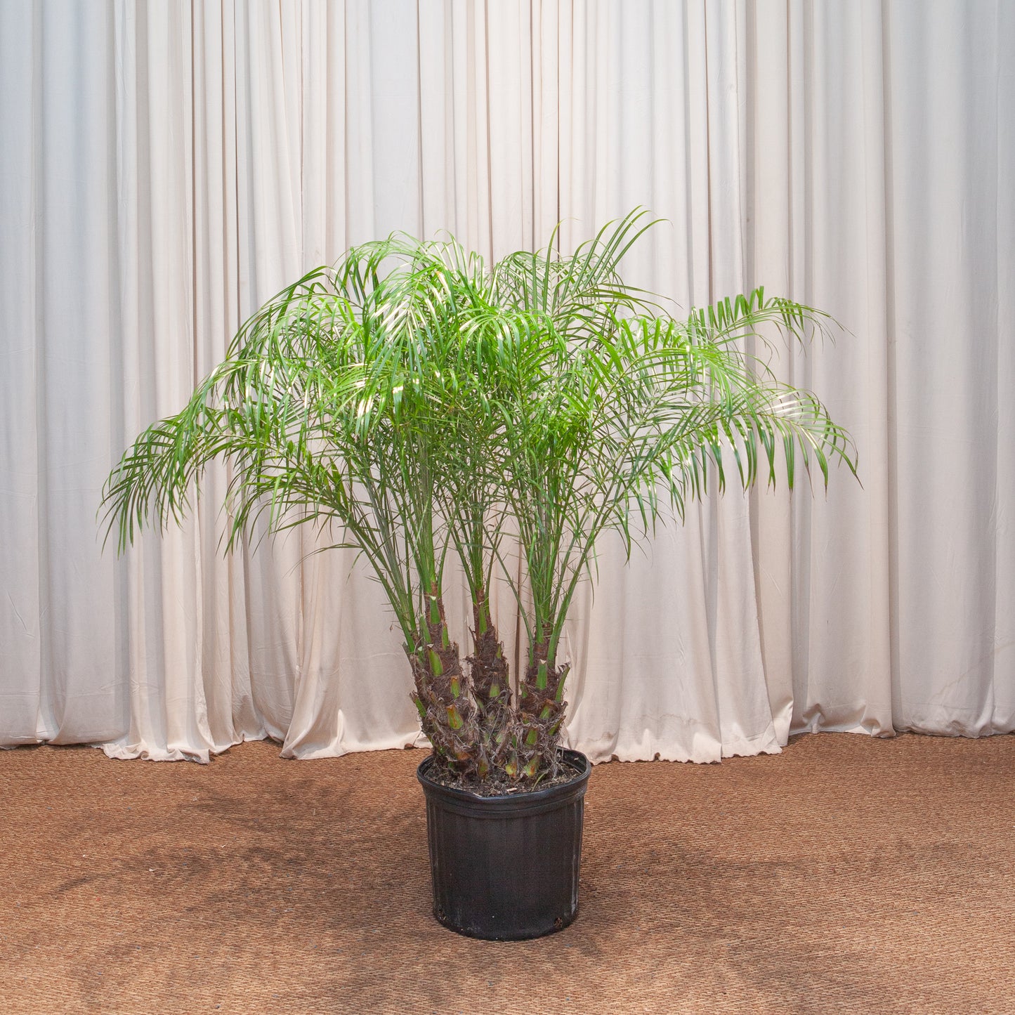 Date Palm: Phoenix roebelenii - 12 inch pot - 3-4 foot tall