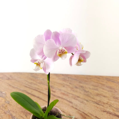 Piccola Single Spike Orchid: Phalaenopsis - 4 inch Ceramic Pot