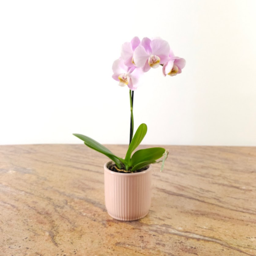 Piccola Single Spike Orchid: Phalaenopsis - 4 inch Ceramic Pot