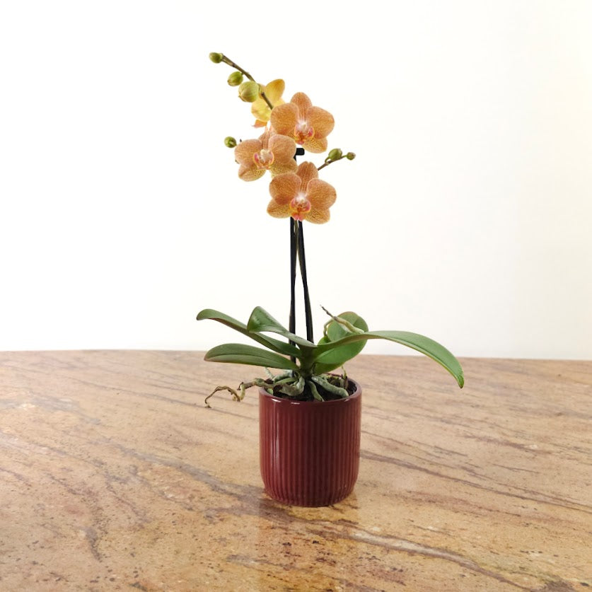 Piccola Single Spike Orchid: Phalaenopsis - 4 inch Ceramic Pot