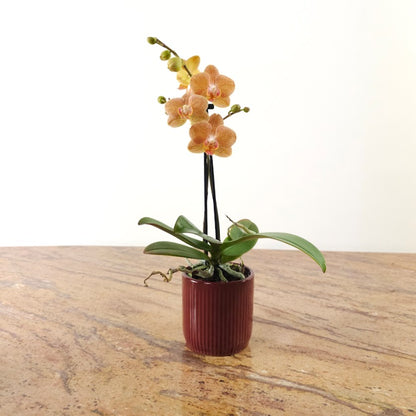 Piccola Single Spike Orchid: Phalaenopsis - 4 inch Ceramic Pot