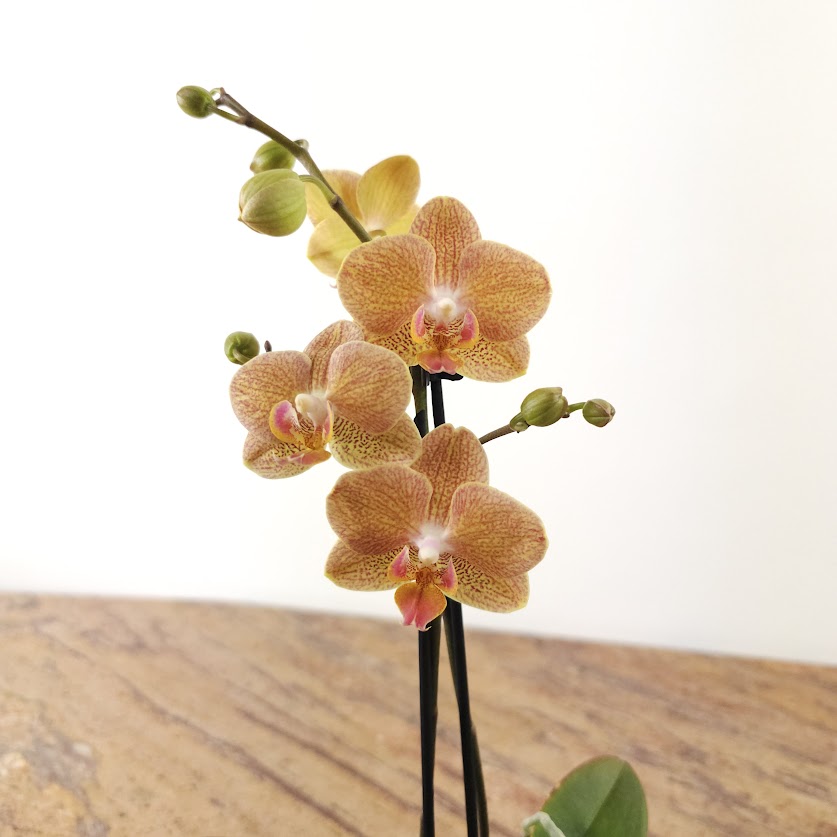 Piccola Single Spike Orchid: Phalaenopsis - 4 inch Ceramic Pot