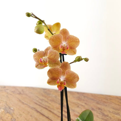 Piccola Single Spike Orchid: Phalaenopsis - 4 inch Ceramic Pot