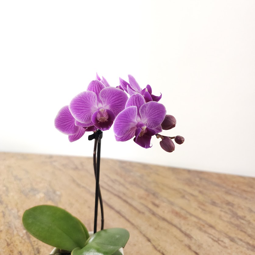 Piccola Single Spike Orchid: Phalaenopsis - 4 inch Ceramic Pot