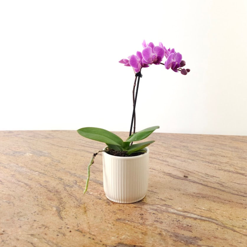 Piccola Single Spike Orchid: Phalaenopsis - 4 inch Ceramic Pot