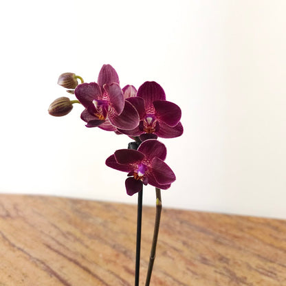 Piccola Single Spike Orchid: Phalaenopsis - 4 inch Ceramic Pot