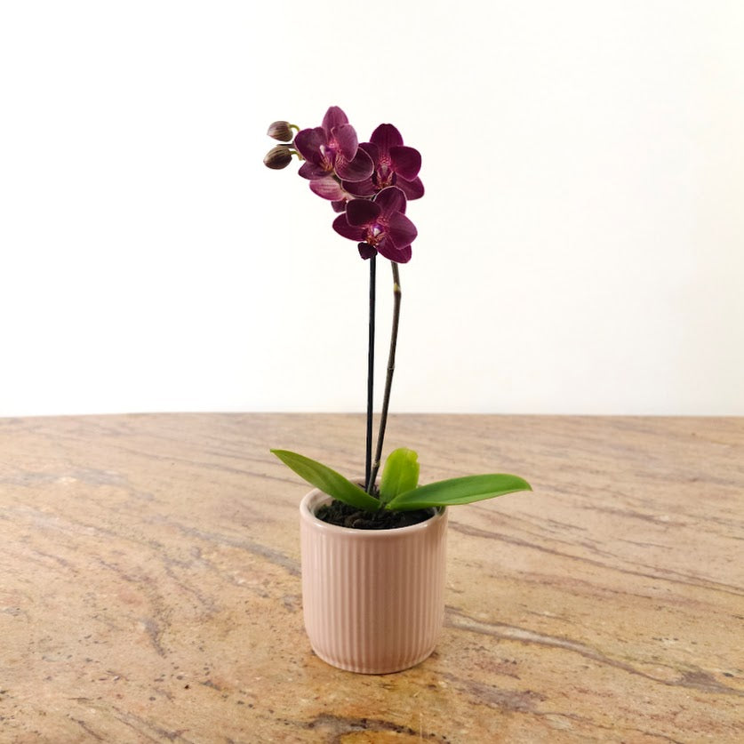 Piccola Single Spike Orchid: Phalaenopsis - 4 inch Ceramic Pot