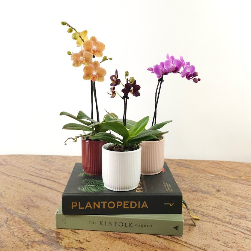 Piccola Single Spike Orchid: Phalaenopsis - 4 inch Ceramic Pot