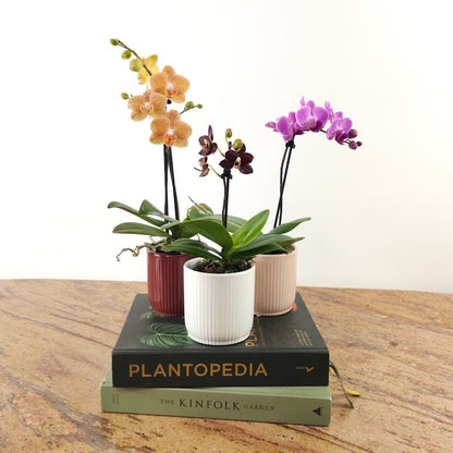 Piccola Single Spike Orchid: Phalaenopsis - 4 inch Ceramic Pot