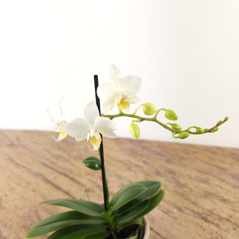 Piccola Single Spike Orchid: Phalaenopsis - 4 inch Ceramic Pot