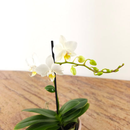 Piccola Single Spike Orchid: Phalaenopsis - 4 inch Ceramic Pot