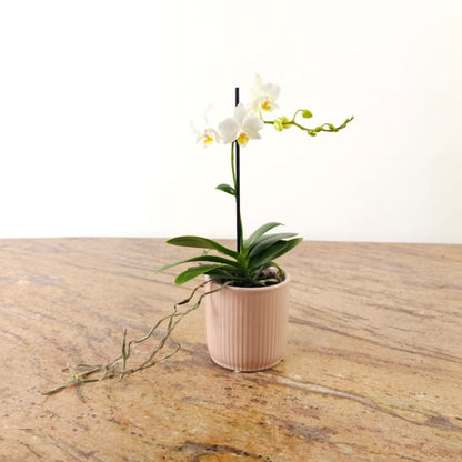 Piccola Single Spike Orchid: Phalaenopsis - 4 inch Ceramic Pot