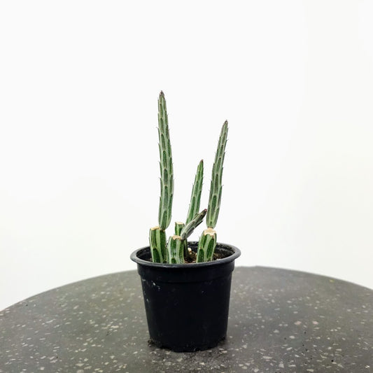 Pickle Cactus: Senecio stapeliiformis - 4 inch pot