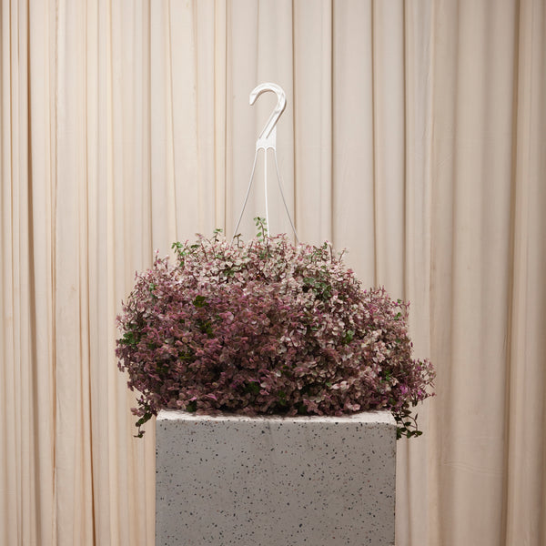 hanging basket turtle vine plant Pink Lady Turtle Vine: Callisia - 8" Pot
