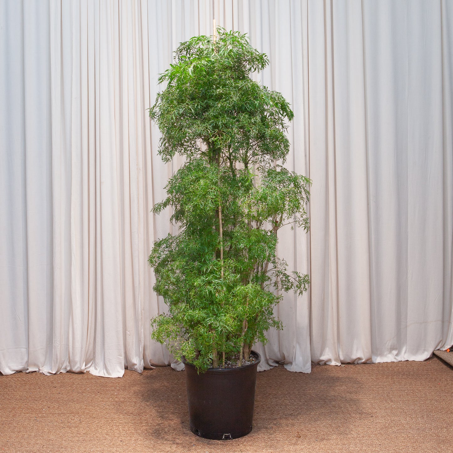 Ming Aralia: Polyscias fruticosa - 14 inch pot - 5-6 foot tall