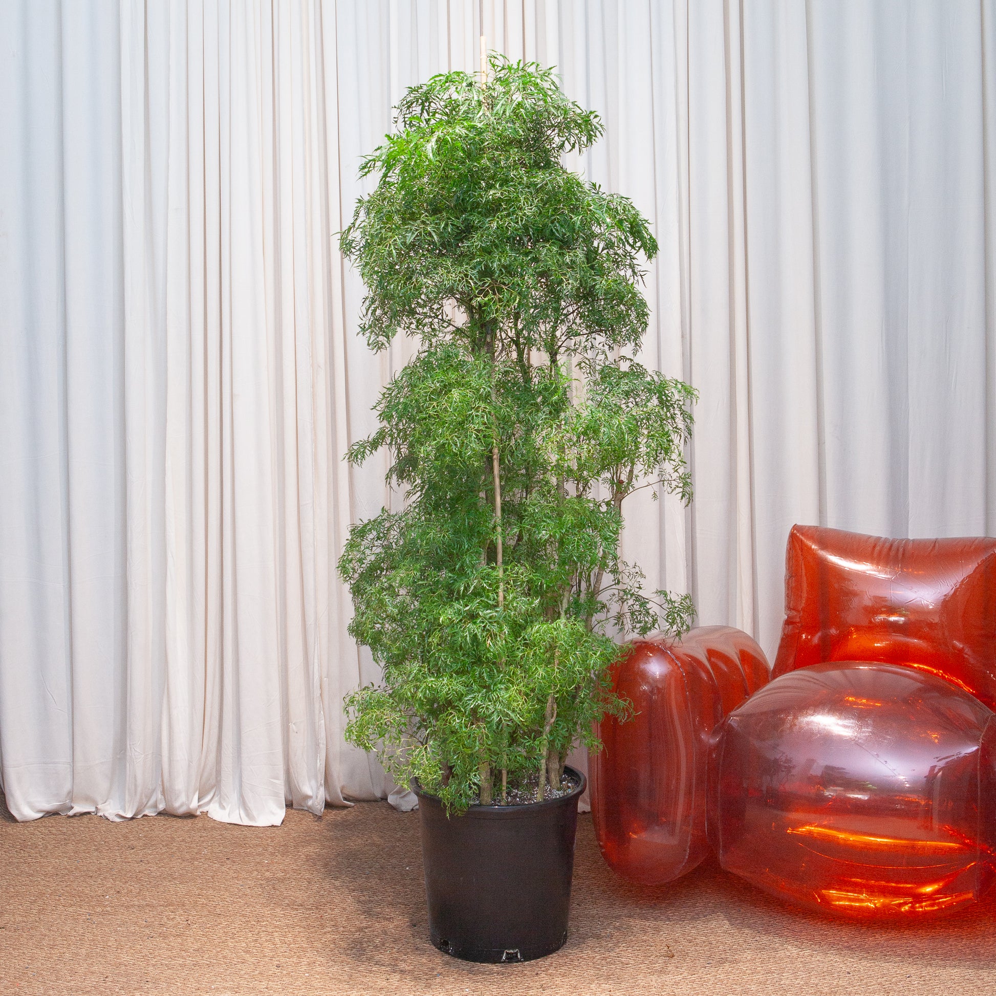 indoor ming aralia plant Ming Aralia: Polyscias Fruticosa - 14" Pot