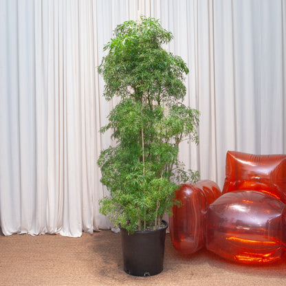 Ming Aralia: Polyscias fruticosa - 14 inch pot - 5-6 foot tall