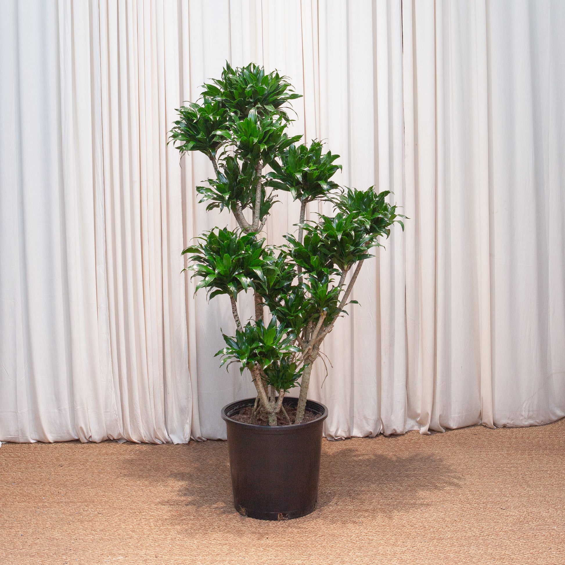 dracaena craigii compacta care Pom Pom Janet Craig Dracaena - 14" Pot