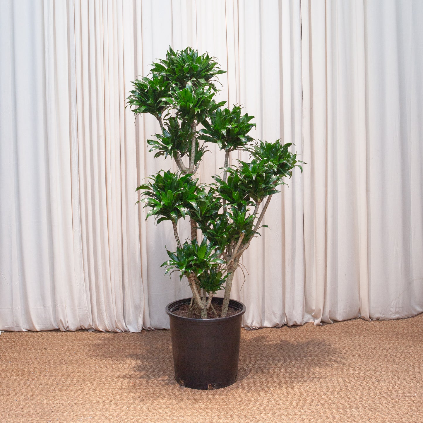 Pom Pom Janet Craig: Dracaena fragrans 'Compacta' - 14 inch pot - 4-5 foot tall