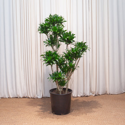 Pom Pom Janet Craig: Dracaena fragrans 'Compacta' - 14 inch pot - 4-5 foot tall