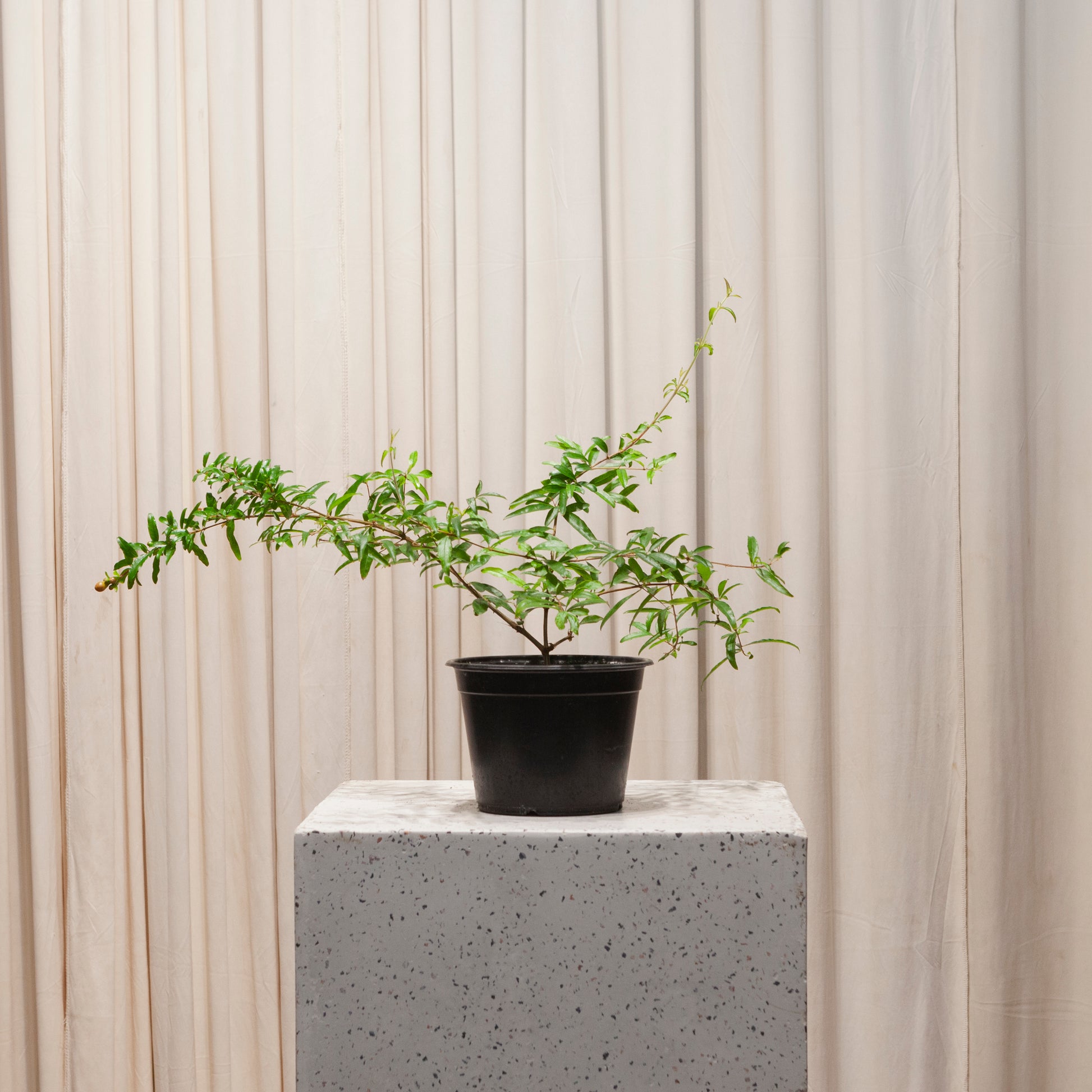 toronto bonsai tree Pomegranate Bonsai Tree: Punica - 6" Pot