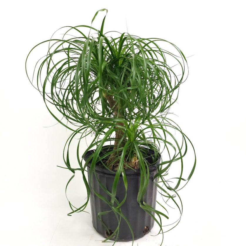 Ponytail Palm: Beaucarnea recurvata - 10 inch pot - 2-3 foot tall