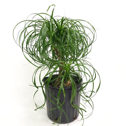 Ponytail Palm: Beaucarnea recurvata - 10 inch pot - 2-3 foot tall