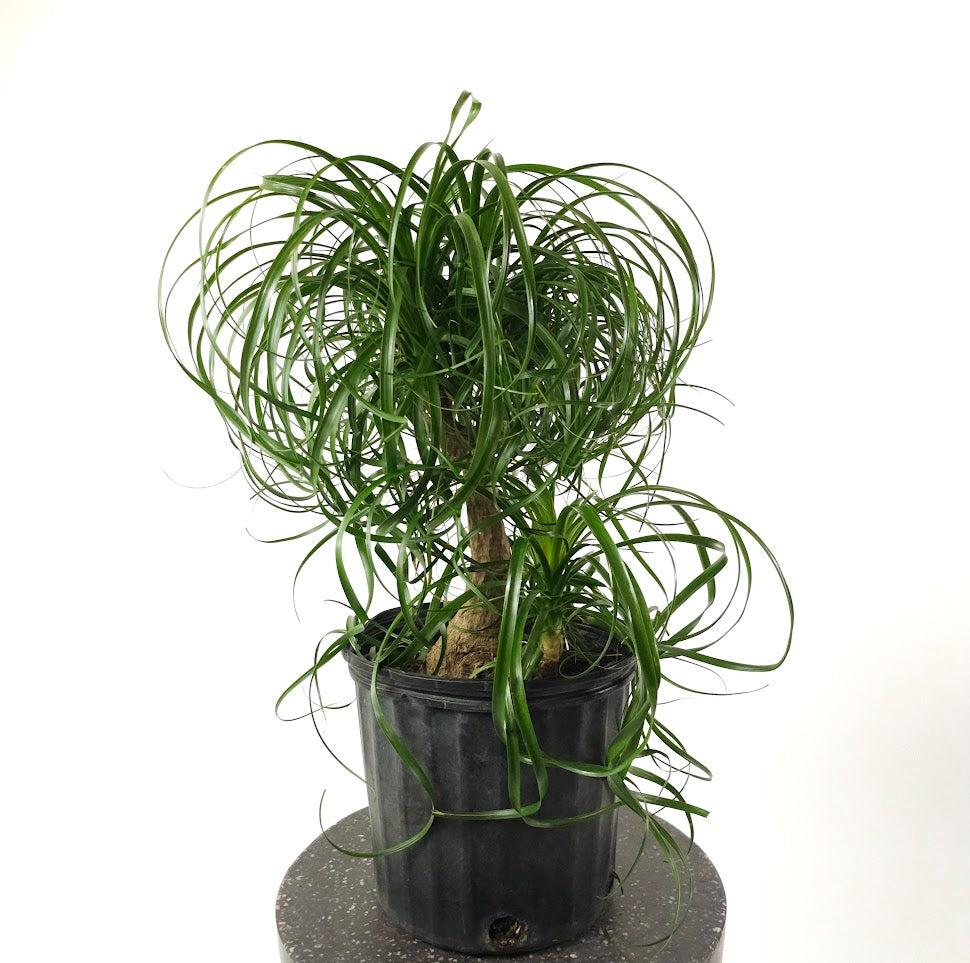 Ponytail Palm: Beaucarnea recurvata - 10 inch pot - 2-3 foot tall