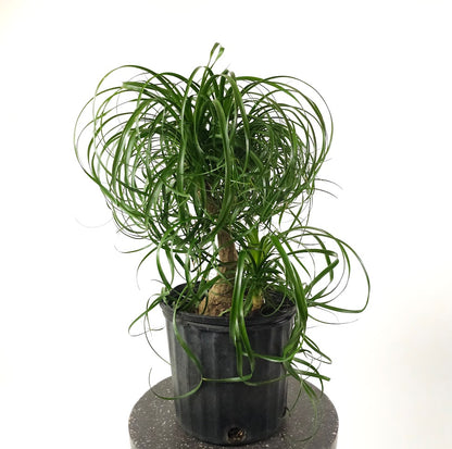 Ponytail Palm: Beaucarnea recurvata - 10 inch pot - 2-3 foot tall