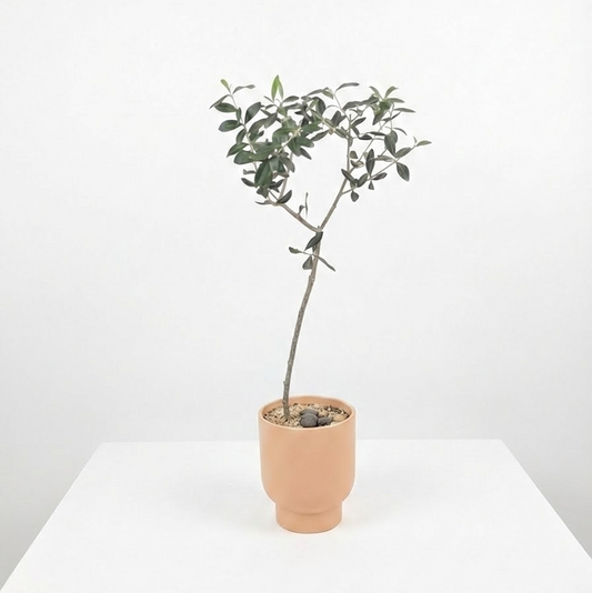 Potted Olive Tree: Olea europaea 'Arbequina' - 6 inch pot — indoor plant for sale by Promise Supply for delivery and pickup in Toronto.