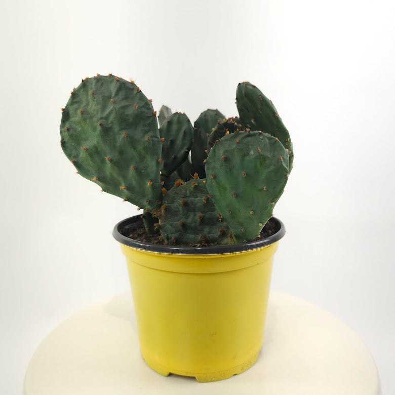 Prickly Pear Cactus: Opuntia phaeacantha - 6 inch pot