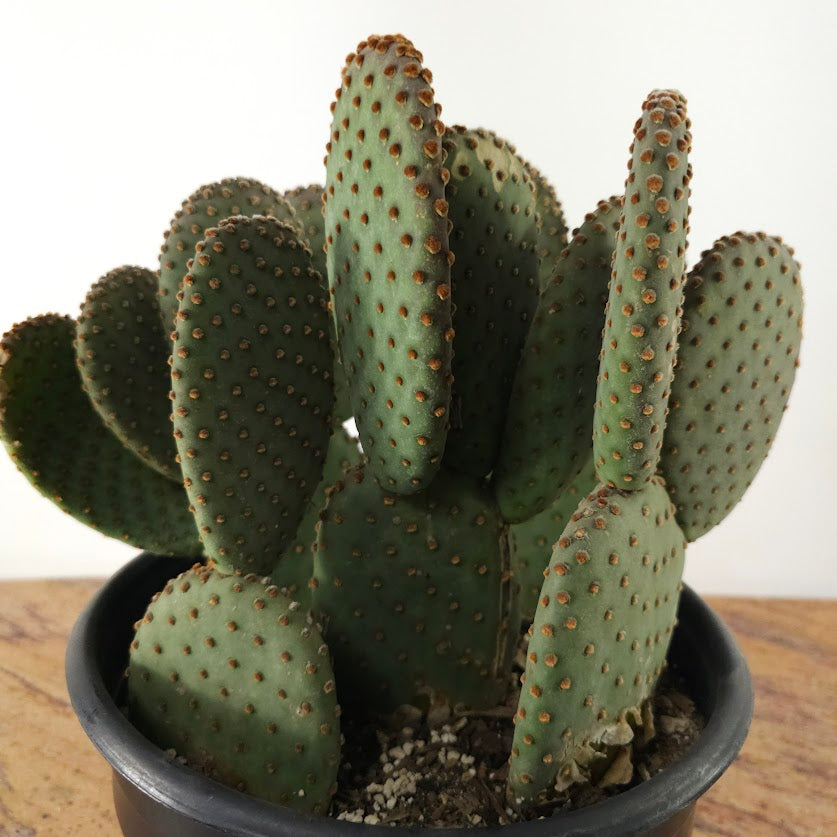 Prickly Pear Cactus: Opuntia ssp - 10 inch pot