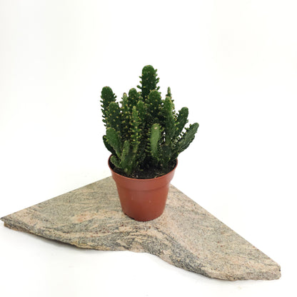 Prickly Pear Cactus: Opuntia monocantha - 5 inch pot